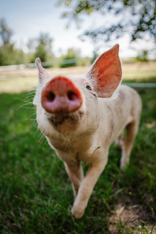 Sommerfest der Tiere